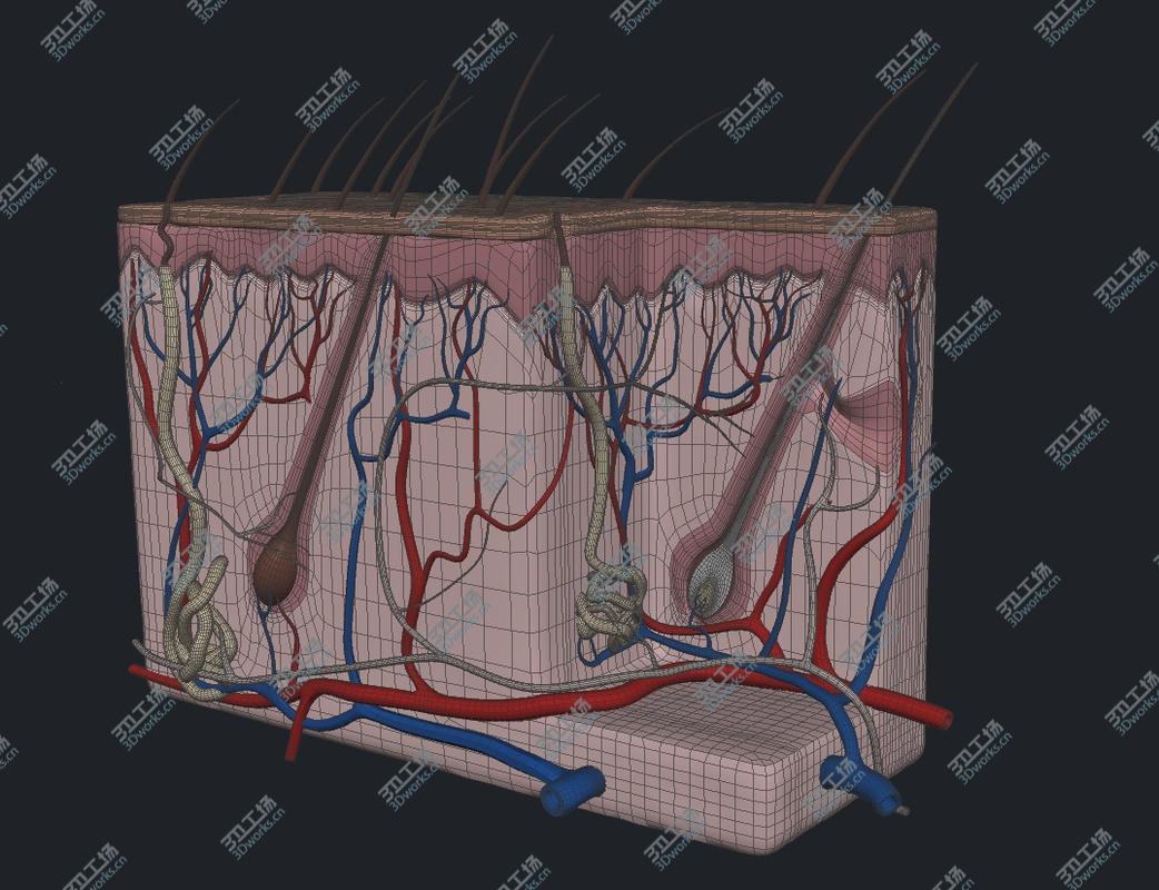 images/goods_img/2021040234/Skin Cutaneous Receptors V2/4.jpg